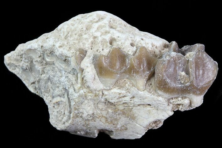 Oligocene Horse (Mesohippus) Jaw Section #81508